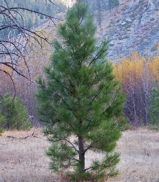 Pinus ponderosa